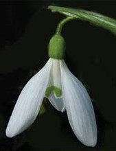 Galanthus Ikariae (Snowdrops)